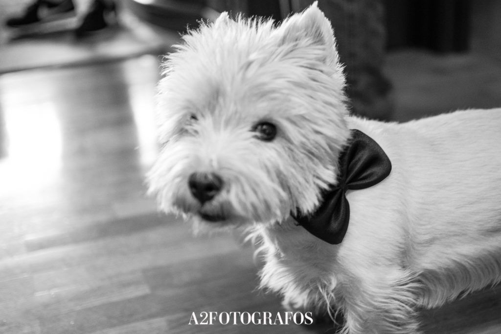 A2fotógrafos bodas vitoria pais vasco madrid gonzalo (3 of 19)