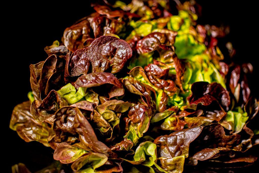 a2fotografos foto publicidad producto lechuga roble (4 de 6)