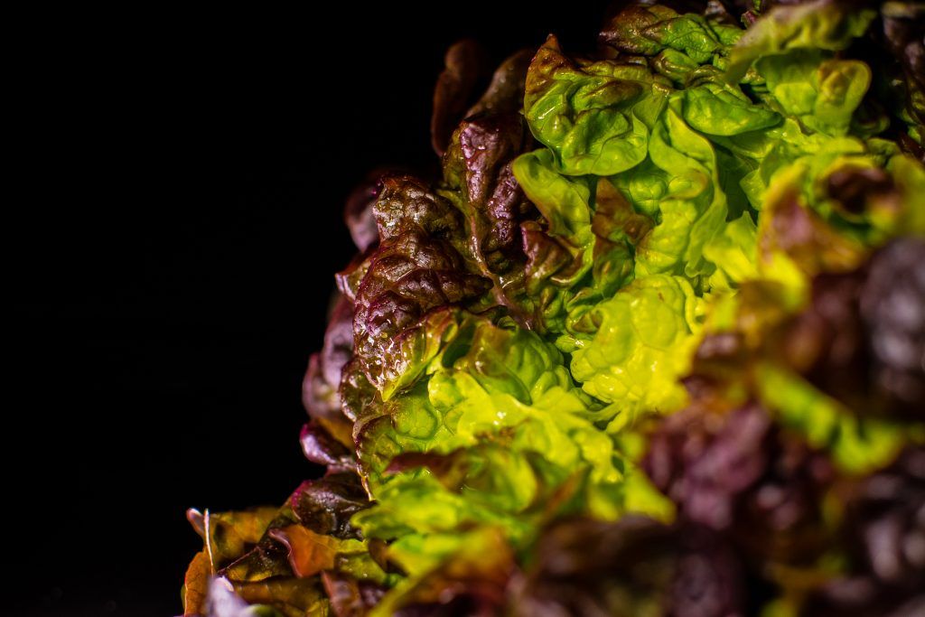 a2fotografos foto publicidad producto lechuga roble (8 de 6)