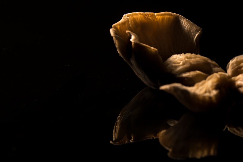 a2fotografos foto publicidad producto setas piminetos (10 de 15)