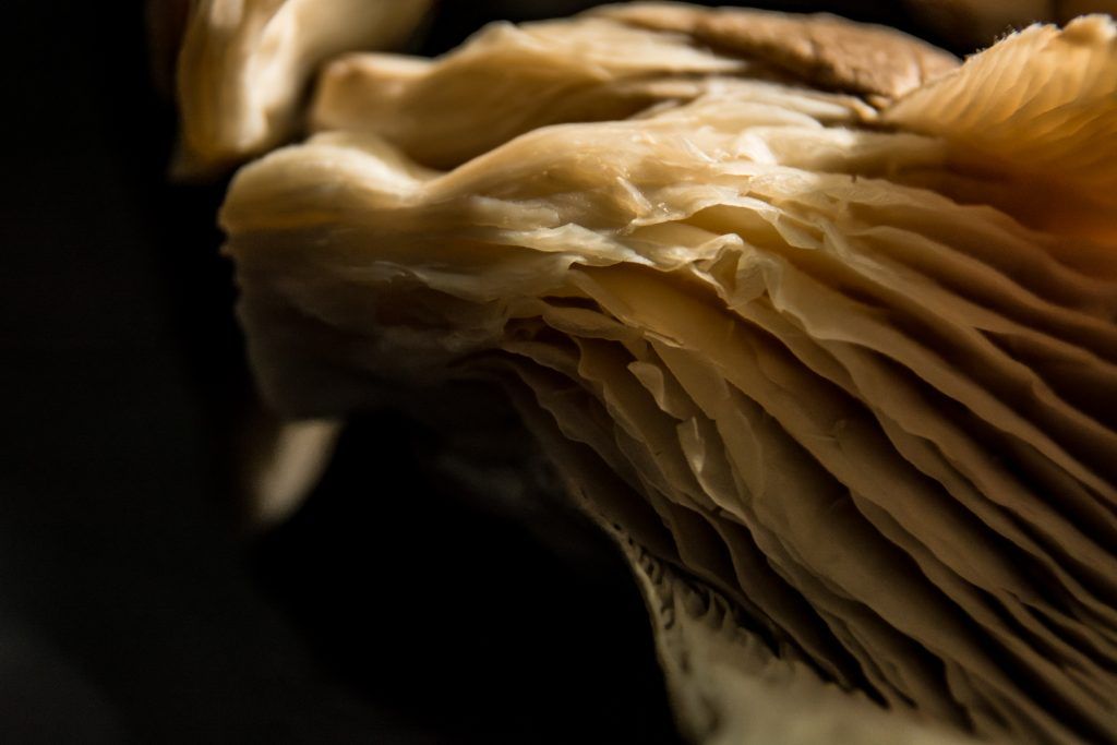 A2fotografos producto publicidad seta (25 de 1)