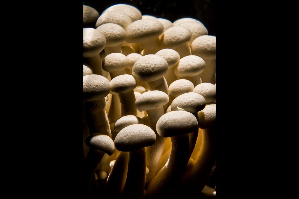 A2fotografos producto publicidad shimeji (30 de 2)