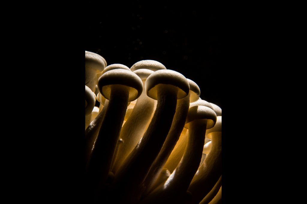 A2fotografos producto publicidad shimeji (31 de 2)