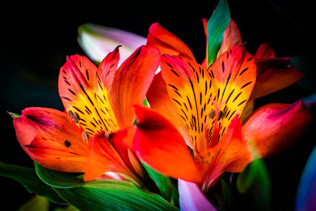 curso infantil fotografia vitoria a2fotografos