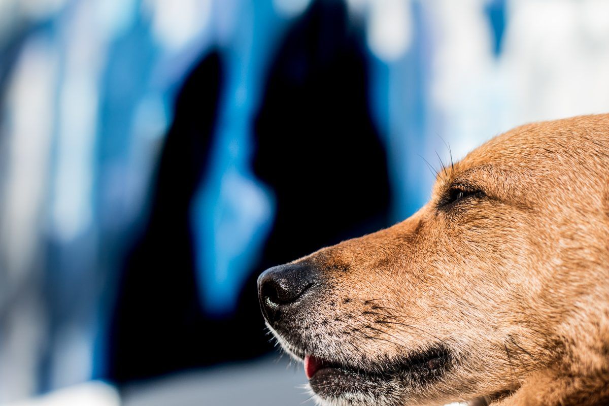 fotografosvitoria-fotografoboda-fotogasteiz-fotografiabodas