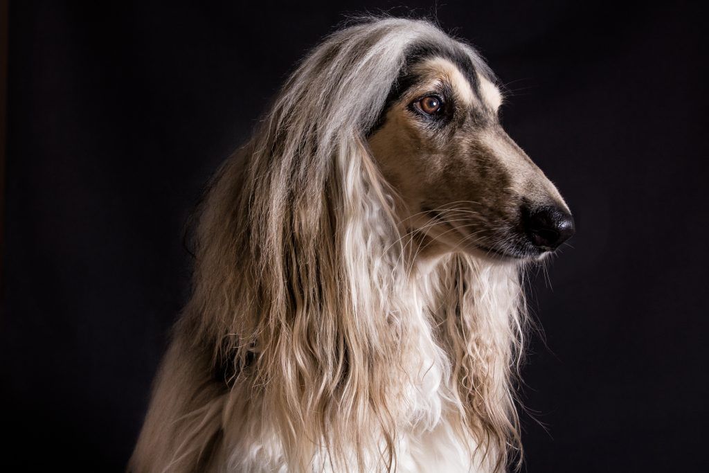 fotografosvitoria-fotografomascotas-fotoperros-afganos-paisvasco-madrid-a2fotografos